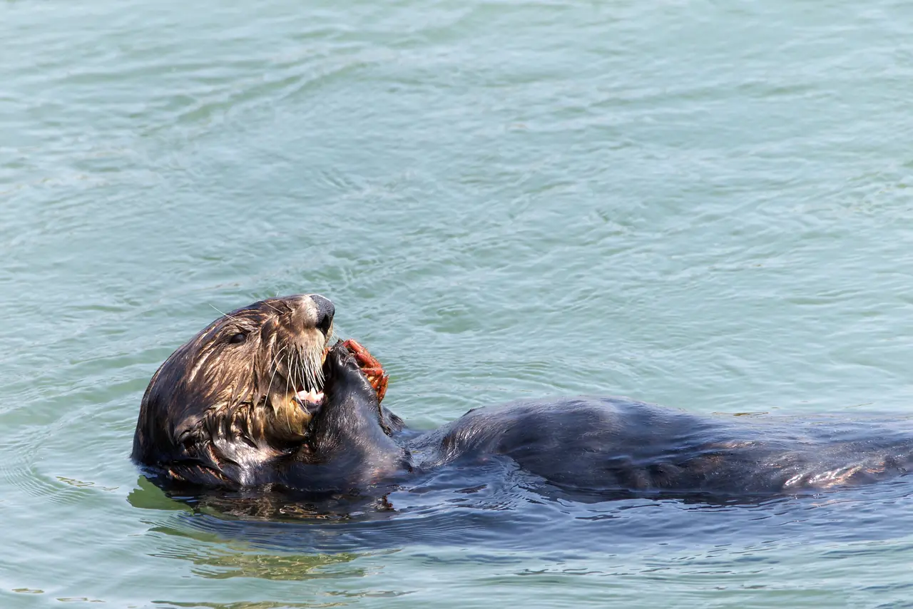 A sea otter floating on its back, eating